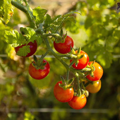 Sweetie Cherry Tomato on vine