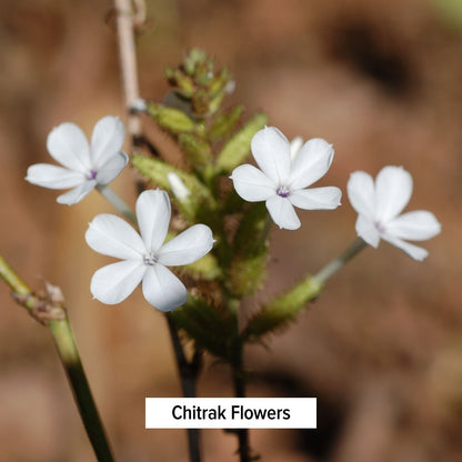 Chitrak Flowers