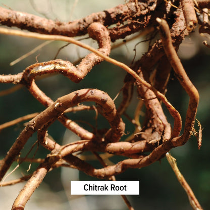 Chitrak Root