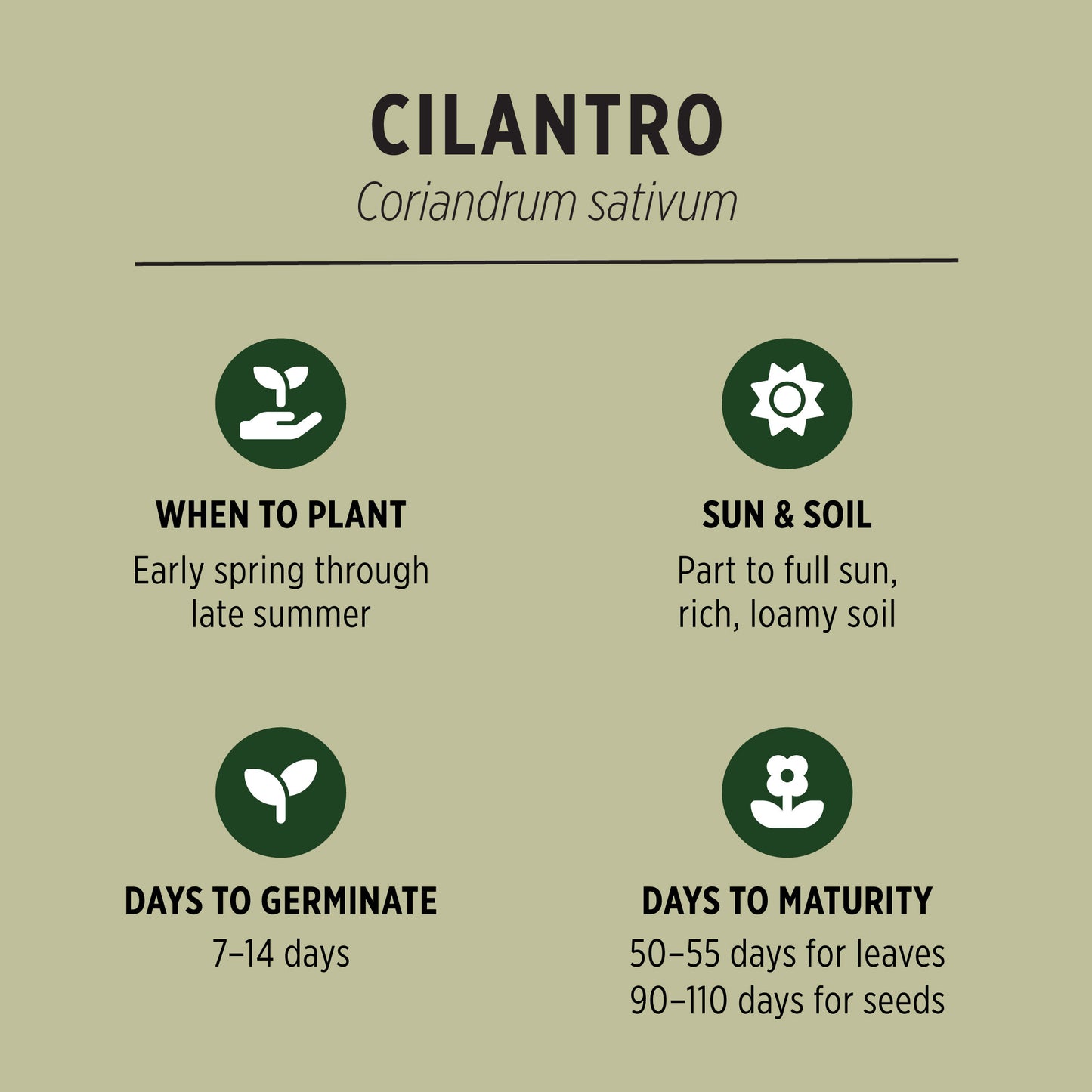 Organic Cilantro Seeds Quick Facts