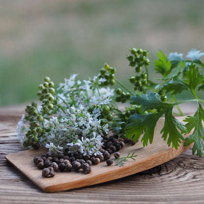 Organic Cilantro Seeds on spoon