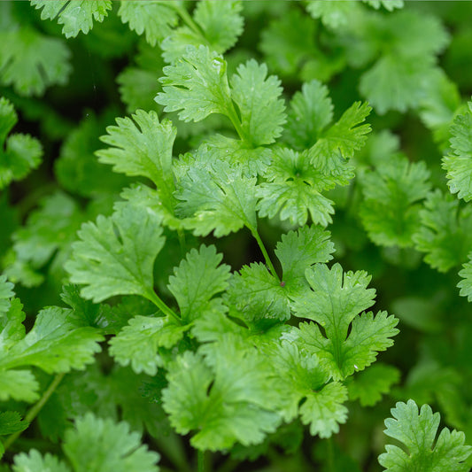 Organic Cilantro Close Up