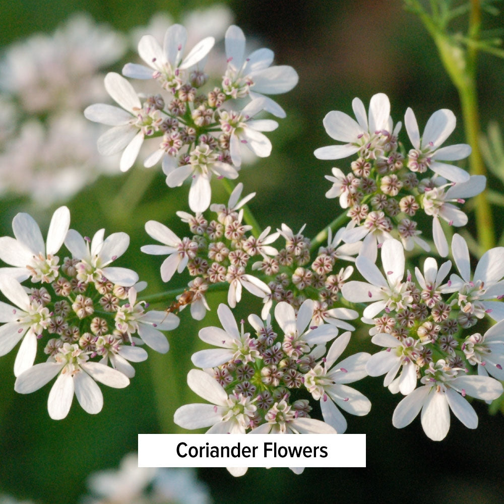 Coriander Flowers