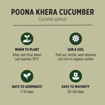 Poona Khera Cucumber Organic Seeds Quick Facts