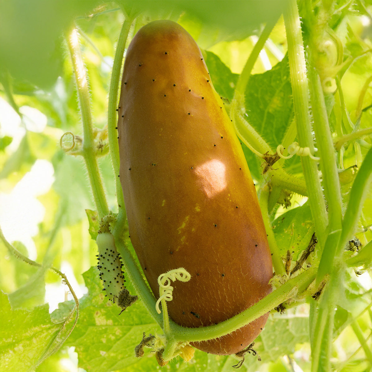 Poona Khera Cucumber Organic 