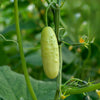 Poona Khera Cucumber Organic on Vine