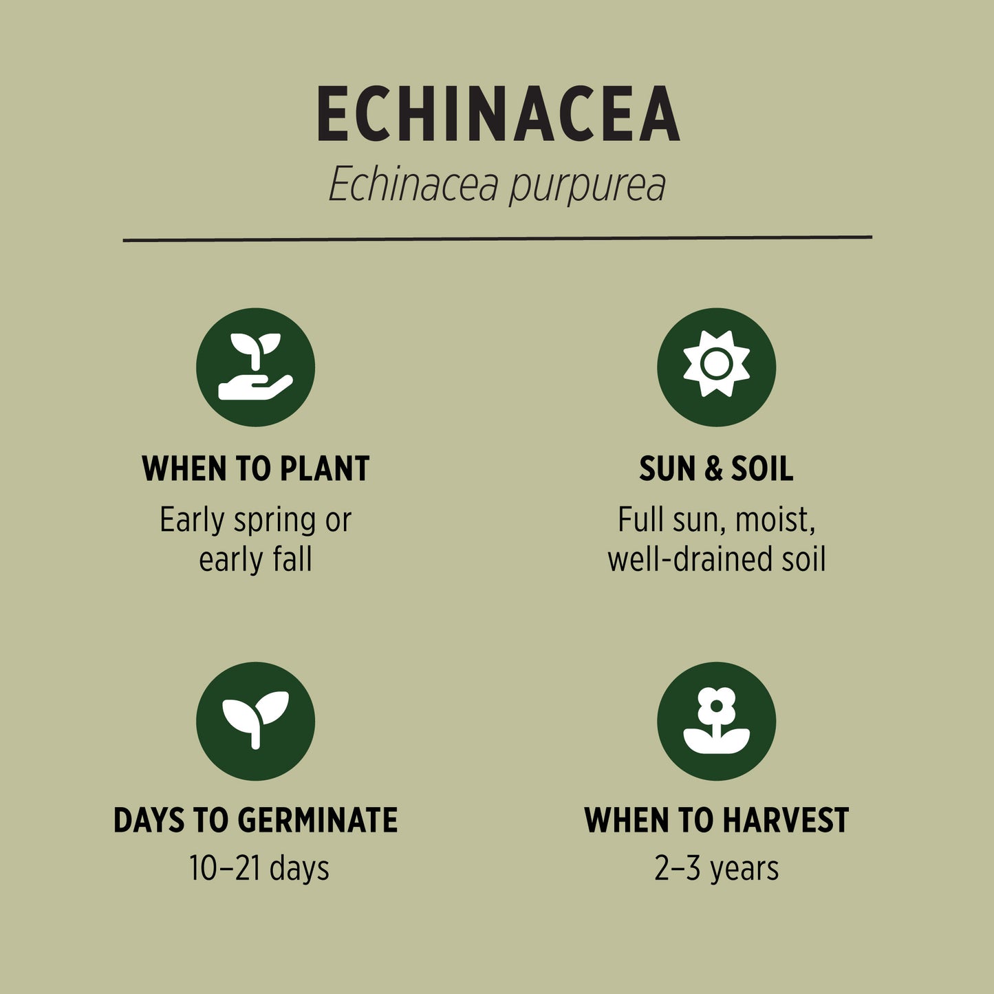 Organic Echinacea Seeds Quick Facts