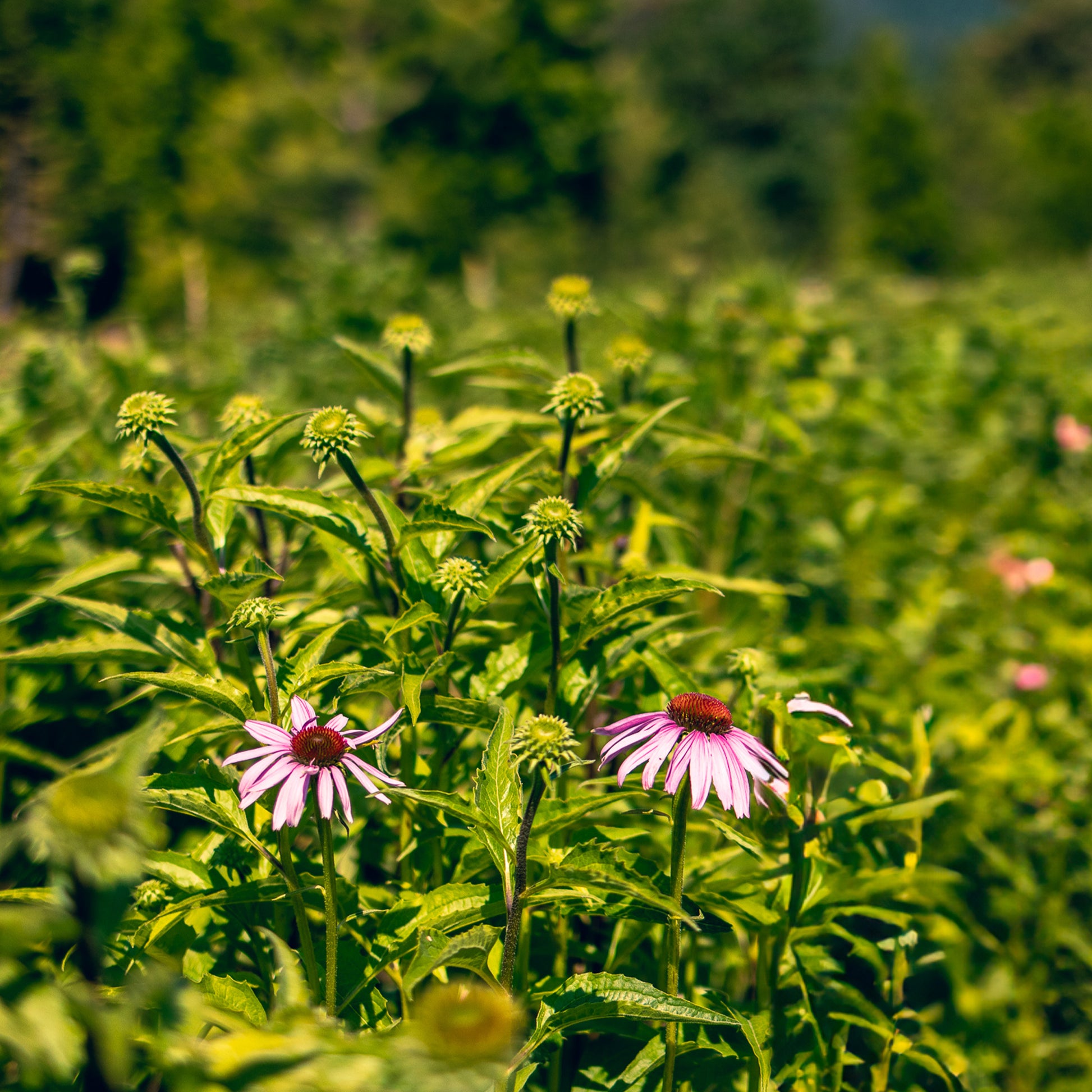 Organic Echinacea Field