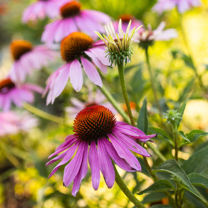 Organic Echinacea Plant