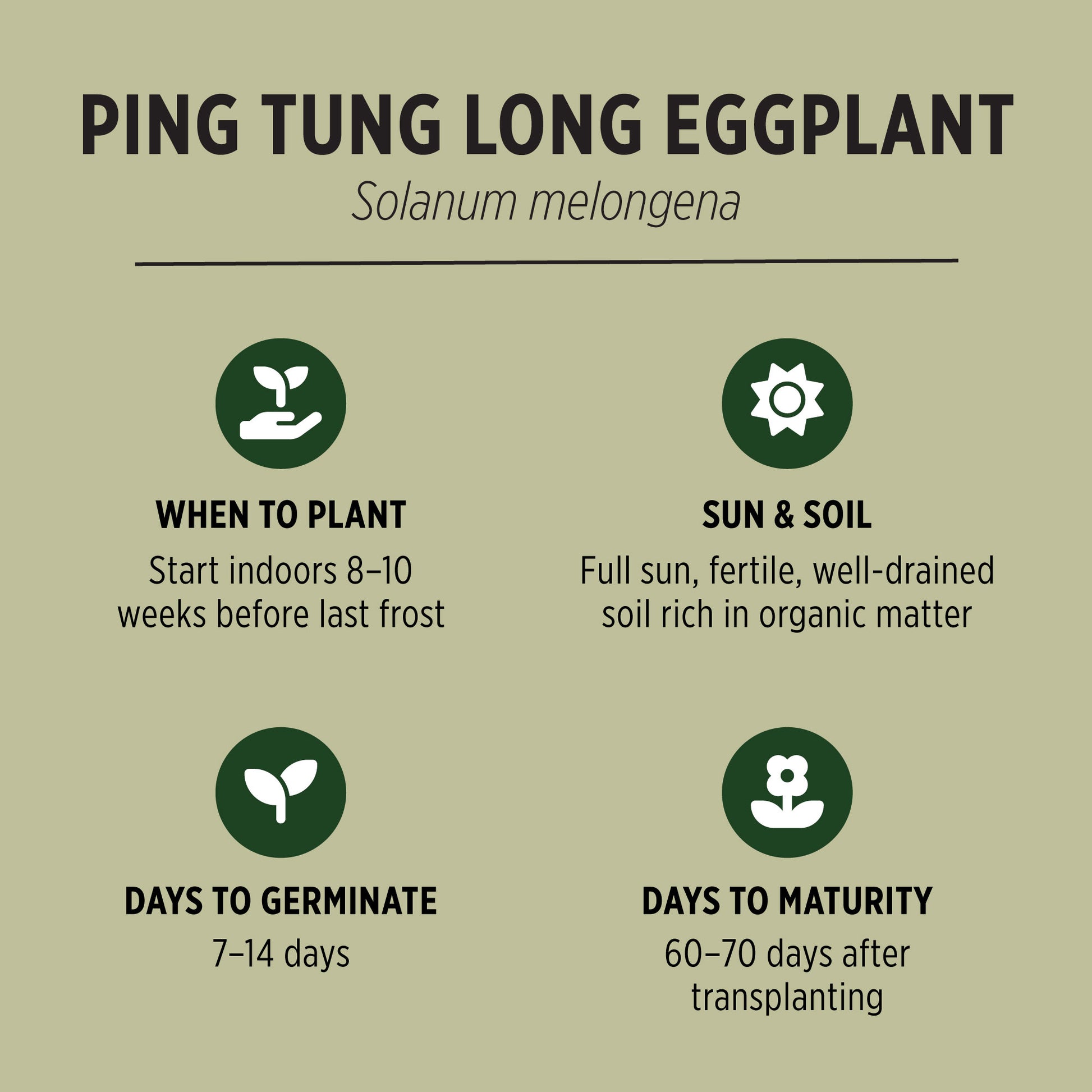 Ping Tung Long Eggplant Seeds Quick Facts