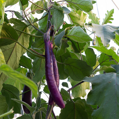 Ping Tung Long Eggplant on Vine