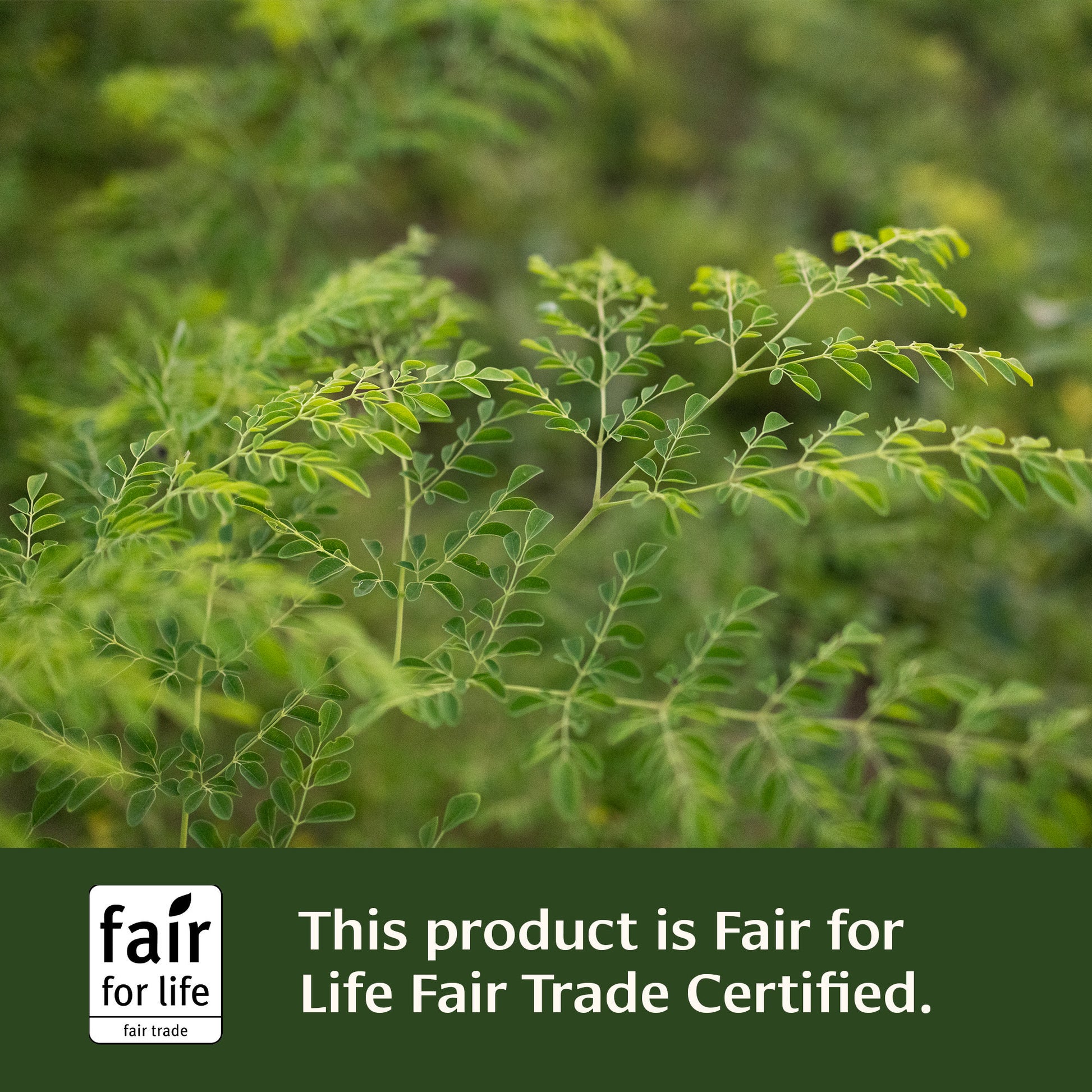 Everyday Endurance Tablets Fair for Life Fair Trade Certified