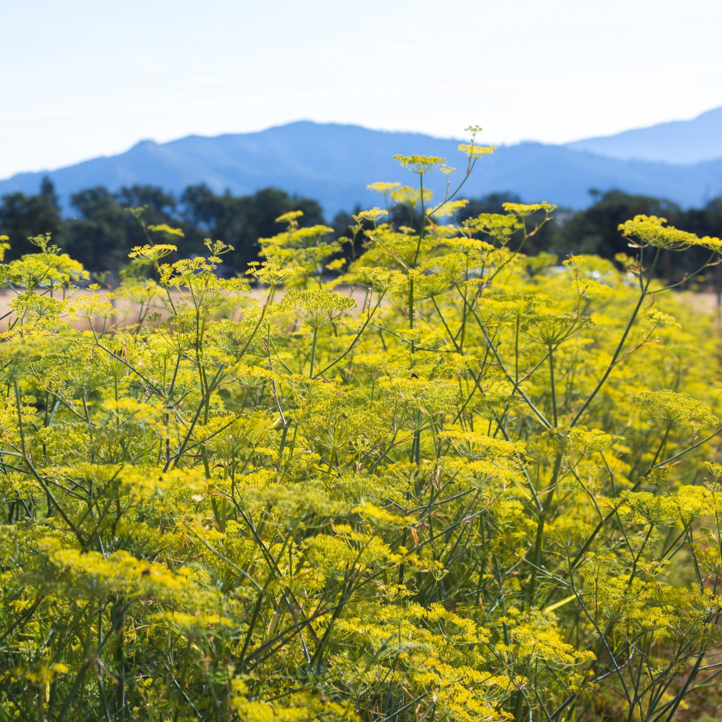 Fennel in bloom