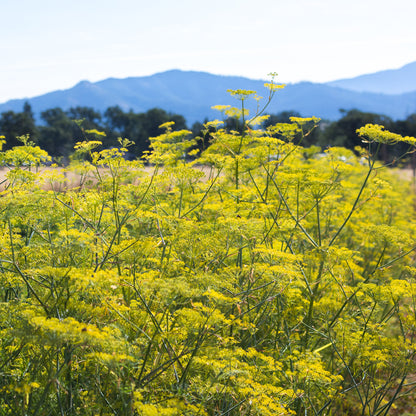 Fennel in bloom