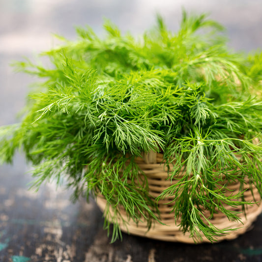 Fennel in basket