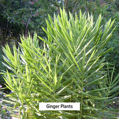 Ginger Plants
