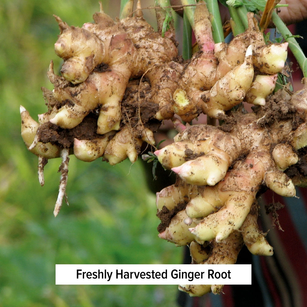 Freshly Harvested Ginger Root