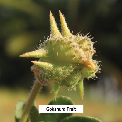 Gokshura Fruit