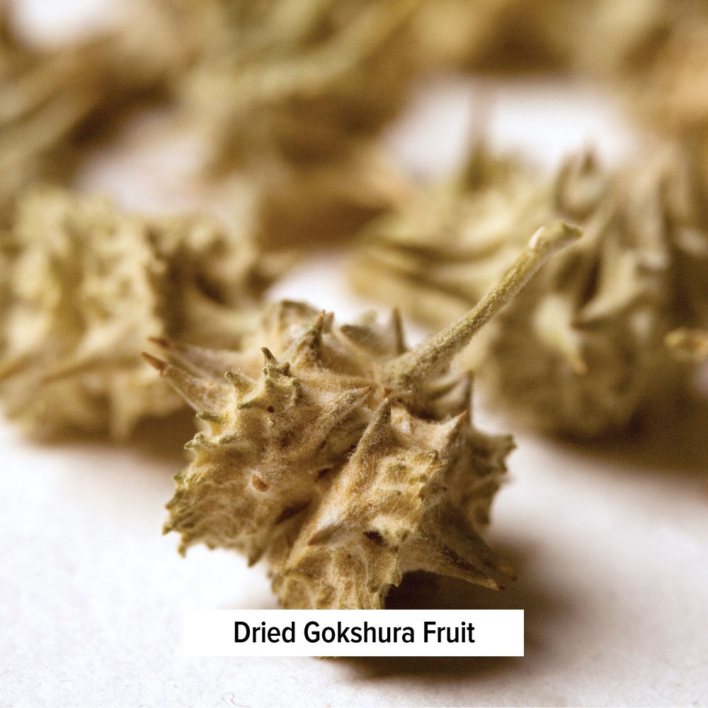 Dried Gokshura Fruit