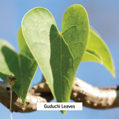 Guduchi Leaves