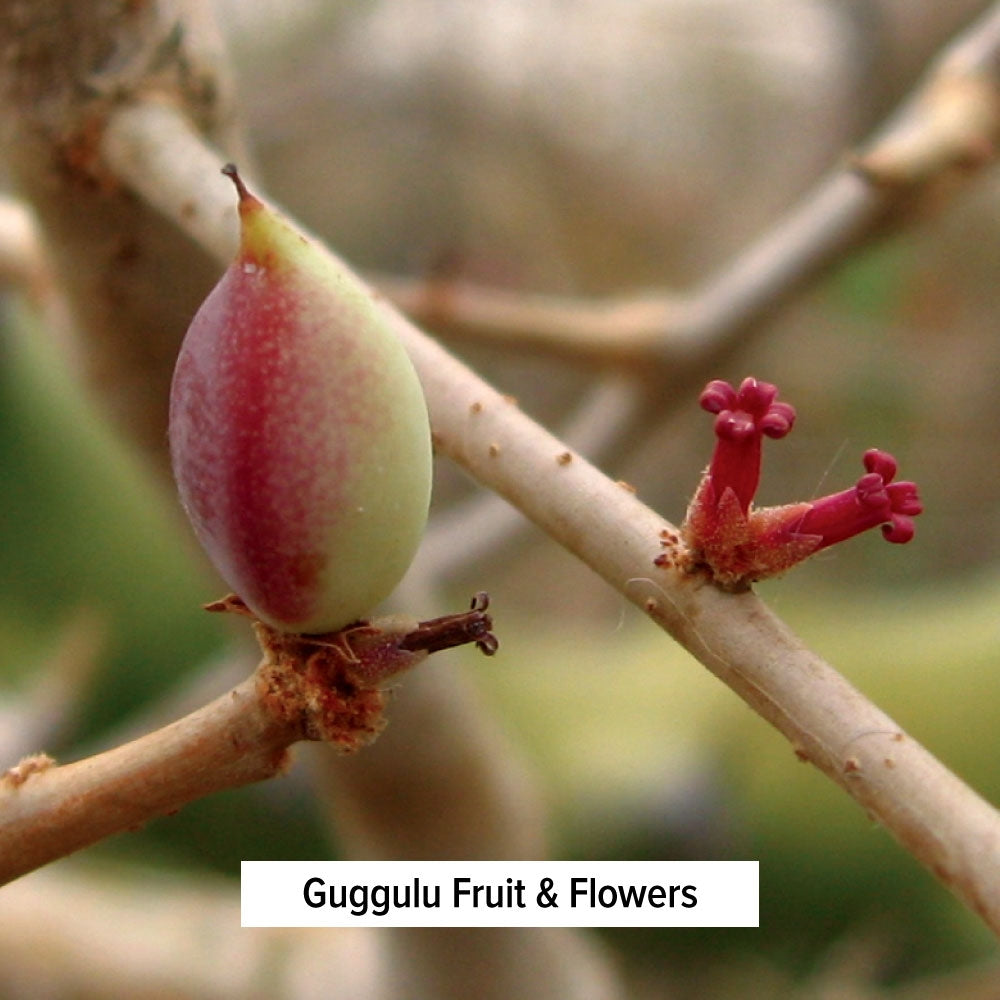 Guggulu Fruit & Flowers