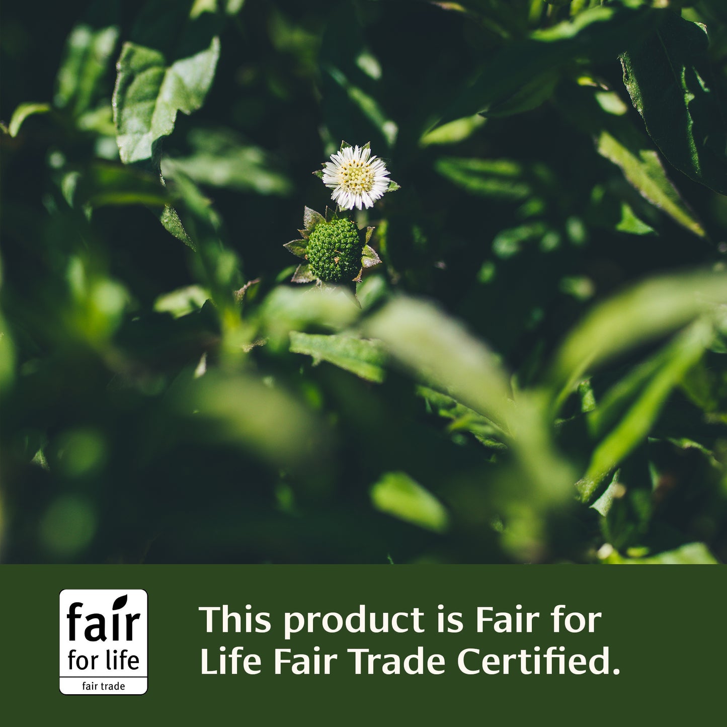 Healthy Hair tablets—This product is Fair for Life Fair Trade Certified