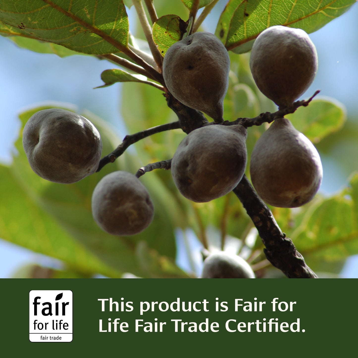 Healthy Kapha Tablets Fair for Life Fair Trade Certified