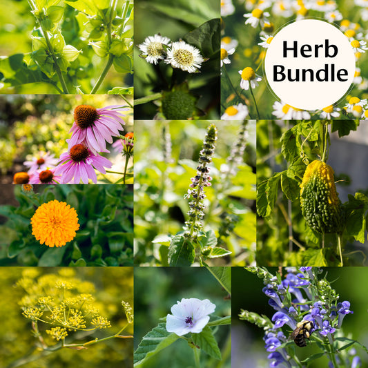 Organic Herb Seed Bundle