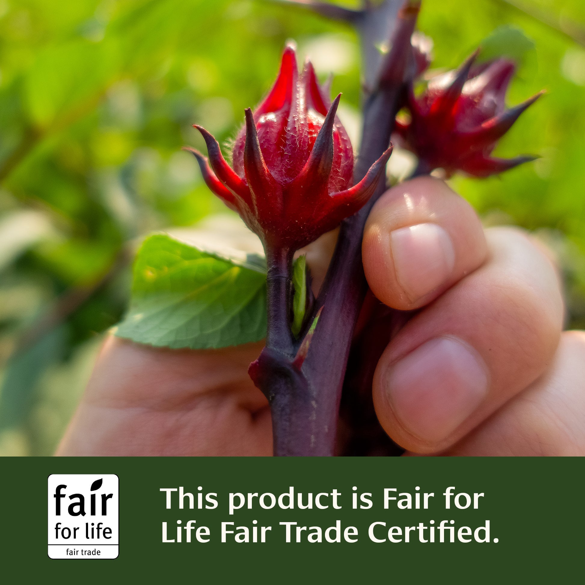 1 lb: Hibiscus plant image—This product is Fair for Life Fair Trade Certified