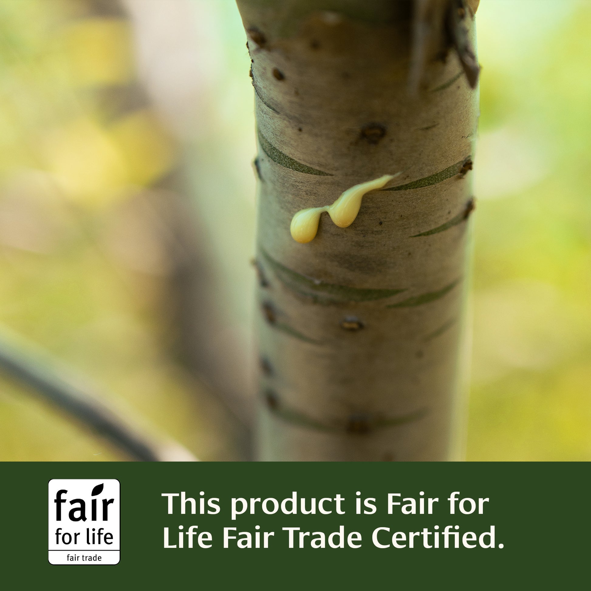 Kaishore Guggulu Fair for Life Fair Trade Certified