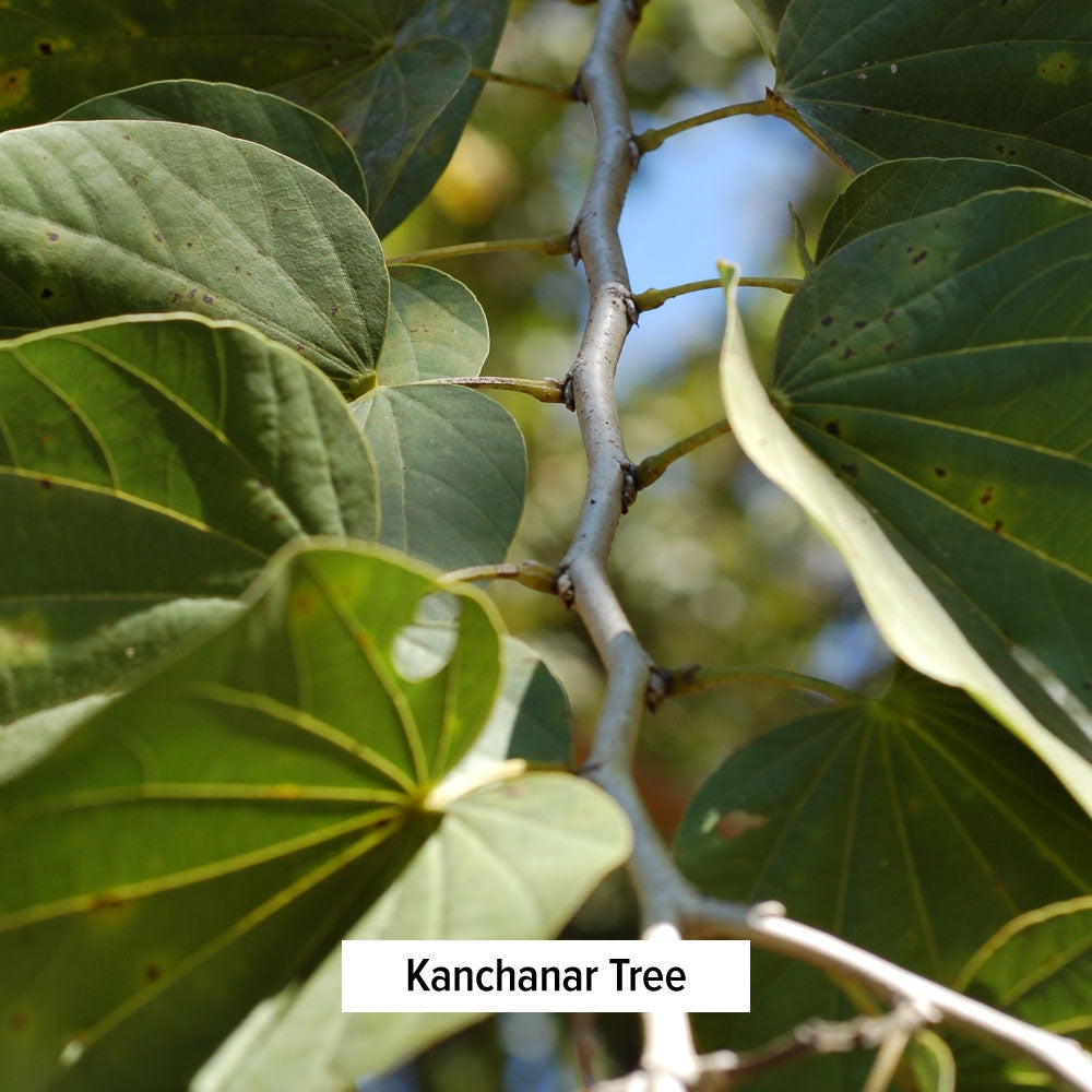 Kanchanar Tree