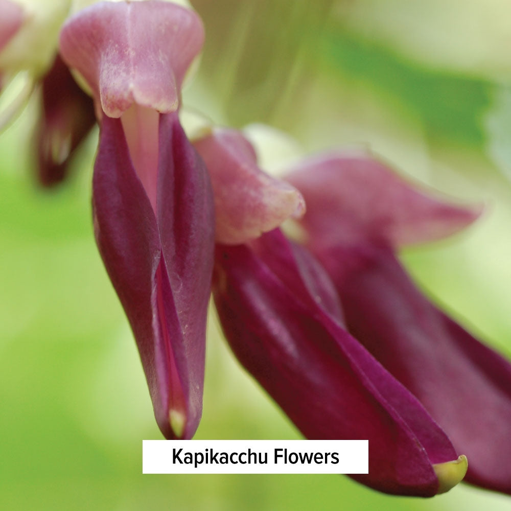 Kapikacchu Flowers
