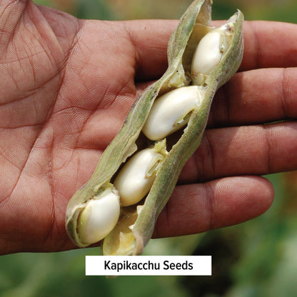 Kapikacchu Seeds