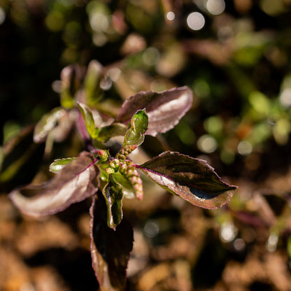 Krishna Tulsi Close Up