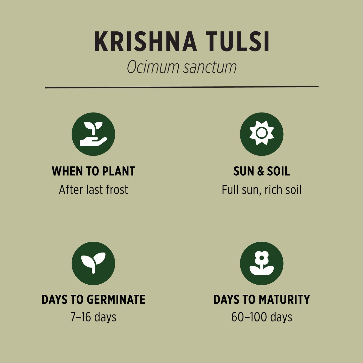 Krishna Tulsi Organic Seeds Quick Facts