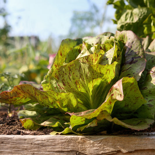 Flashy Trout Black Lettuce in Garden