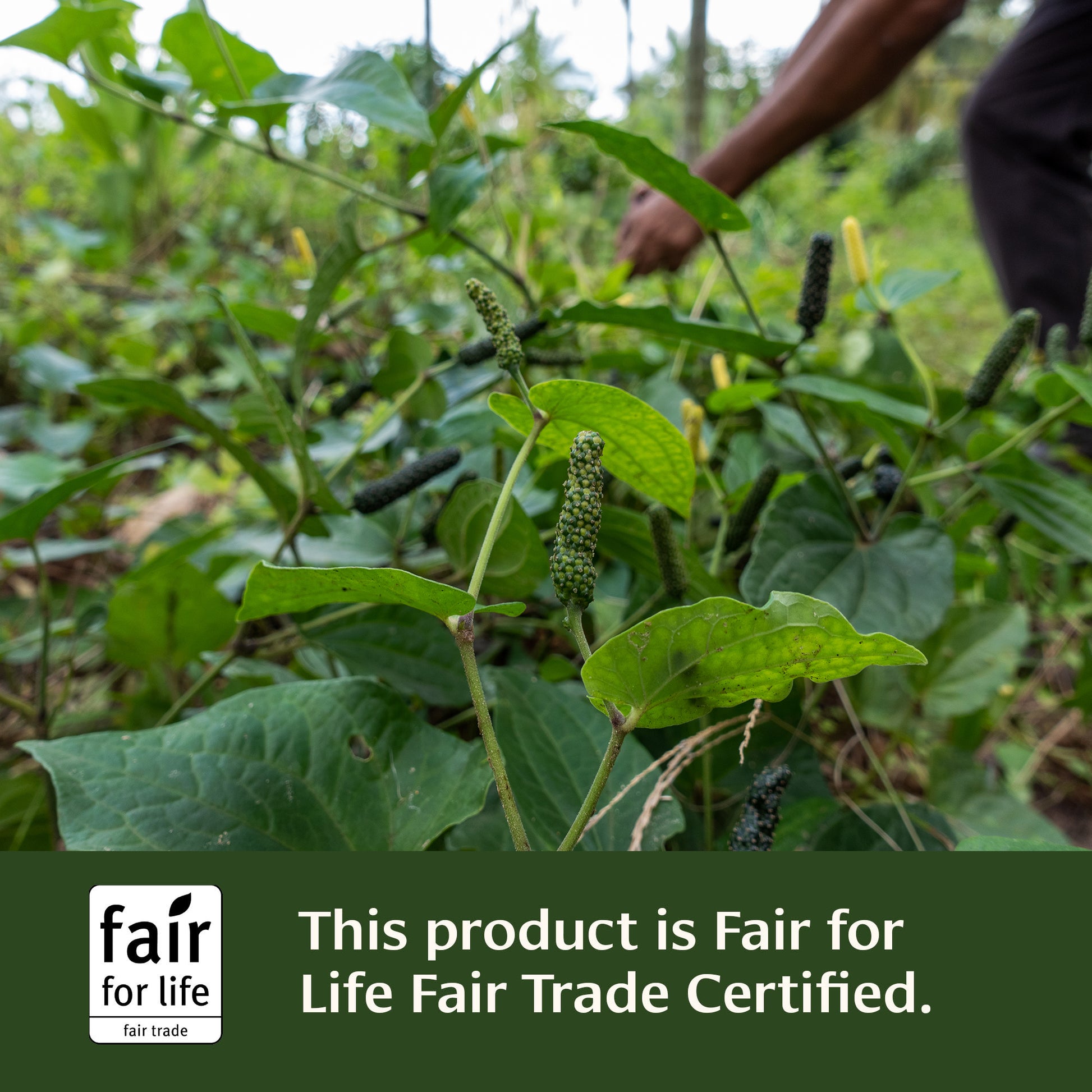 This product is Fair for Life Fair Trade Certified 