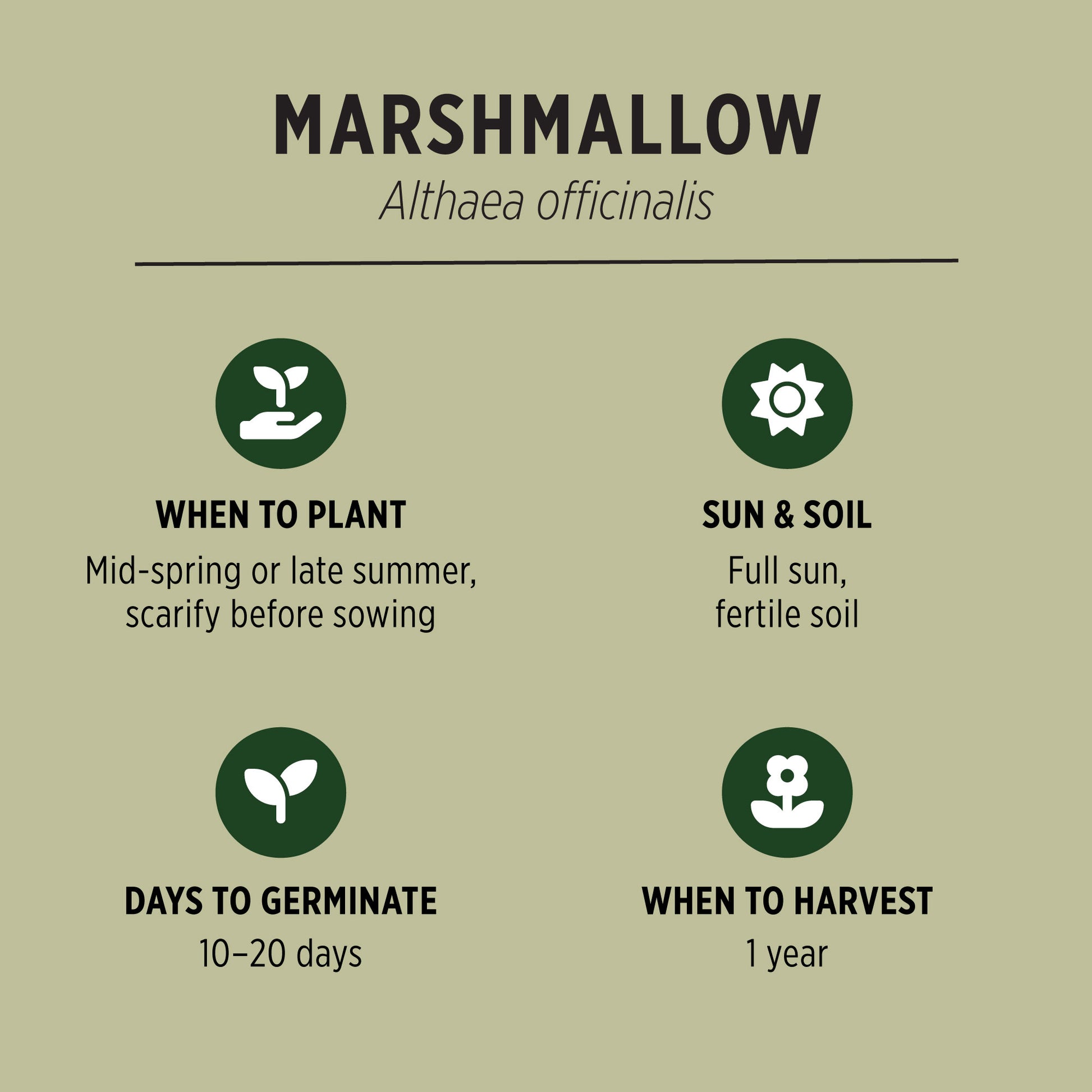 Marshmallow Organic Seeds Quick Facts