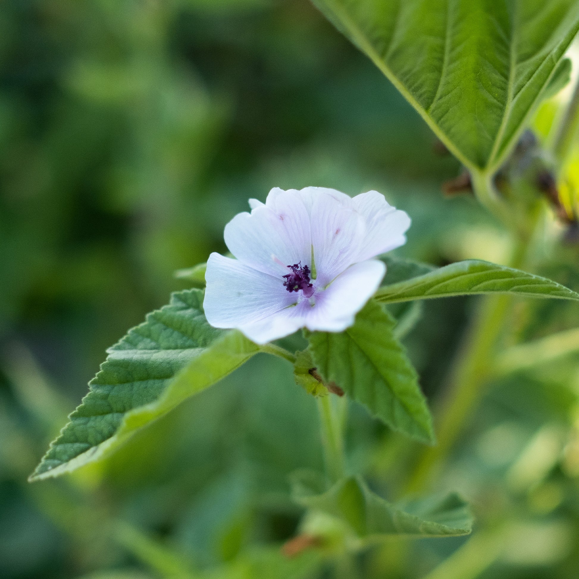 Marshmallow Bloom