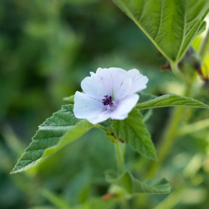 Marshmallow Bloom