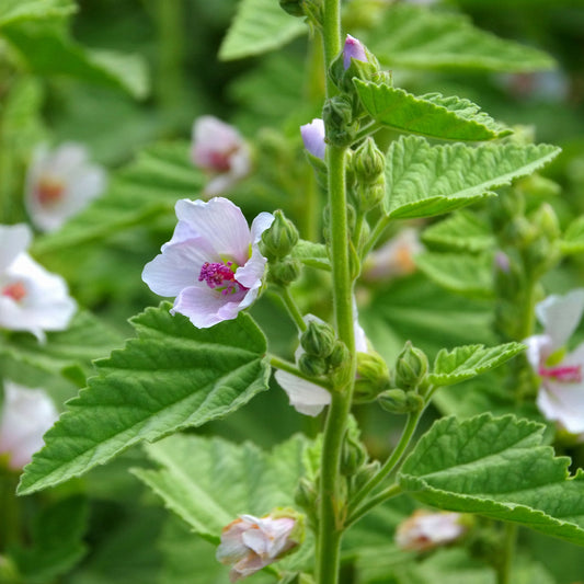 Marshmallow Plant