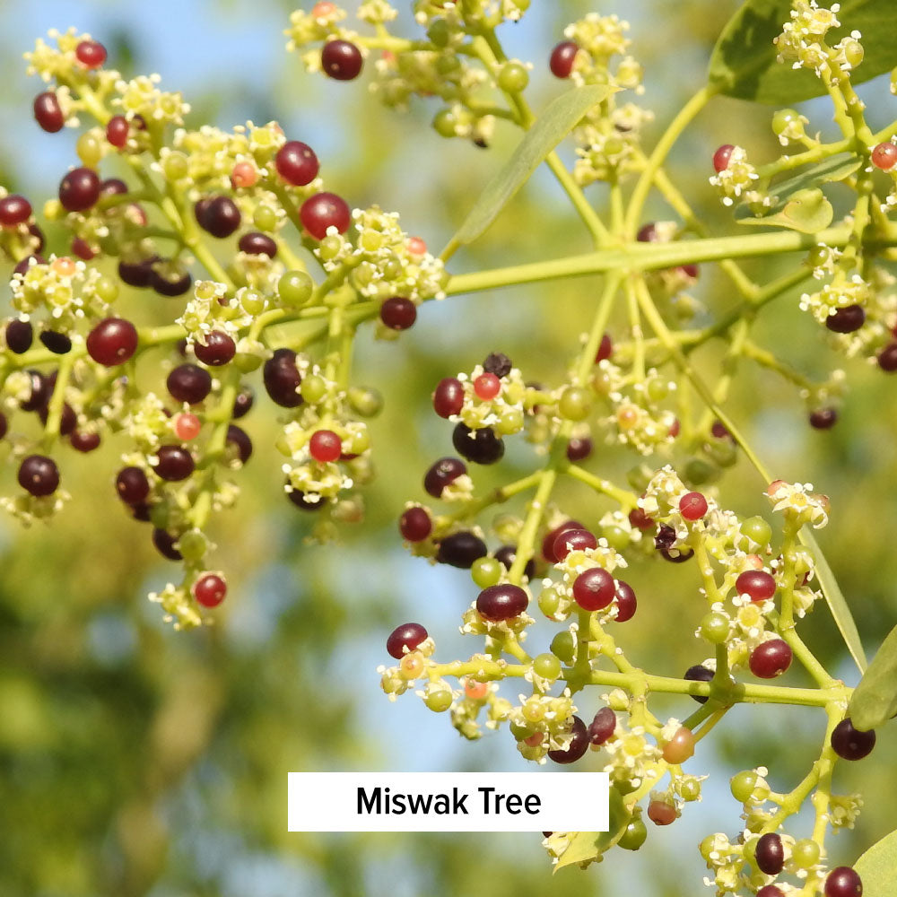 Miswak Tree