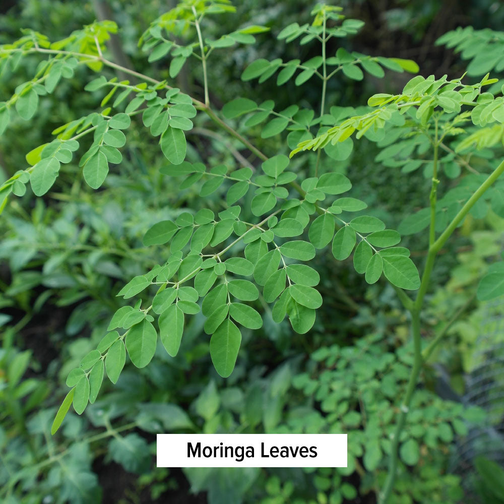 Moringa Leaves