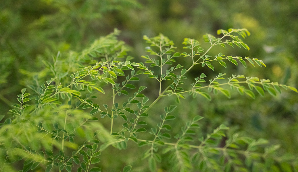 AYURVEDA'S MIRACLE TREE