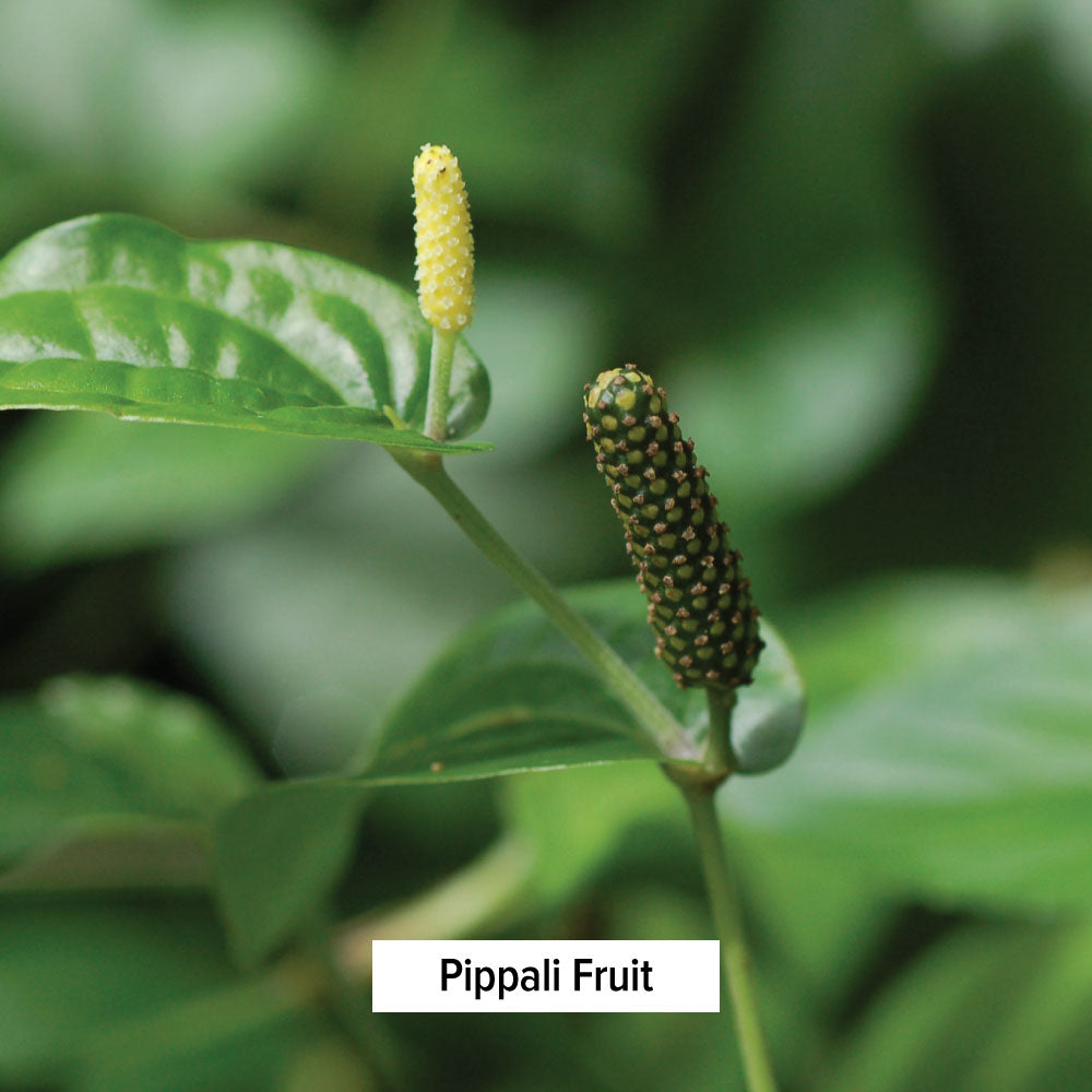 Pippali Fruit
