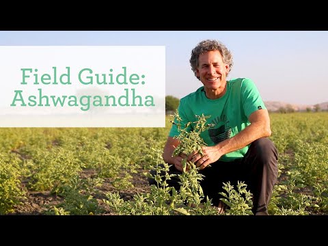 Ashwagandha Herb Field Guide