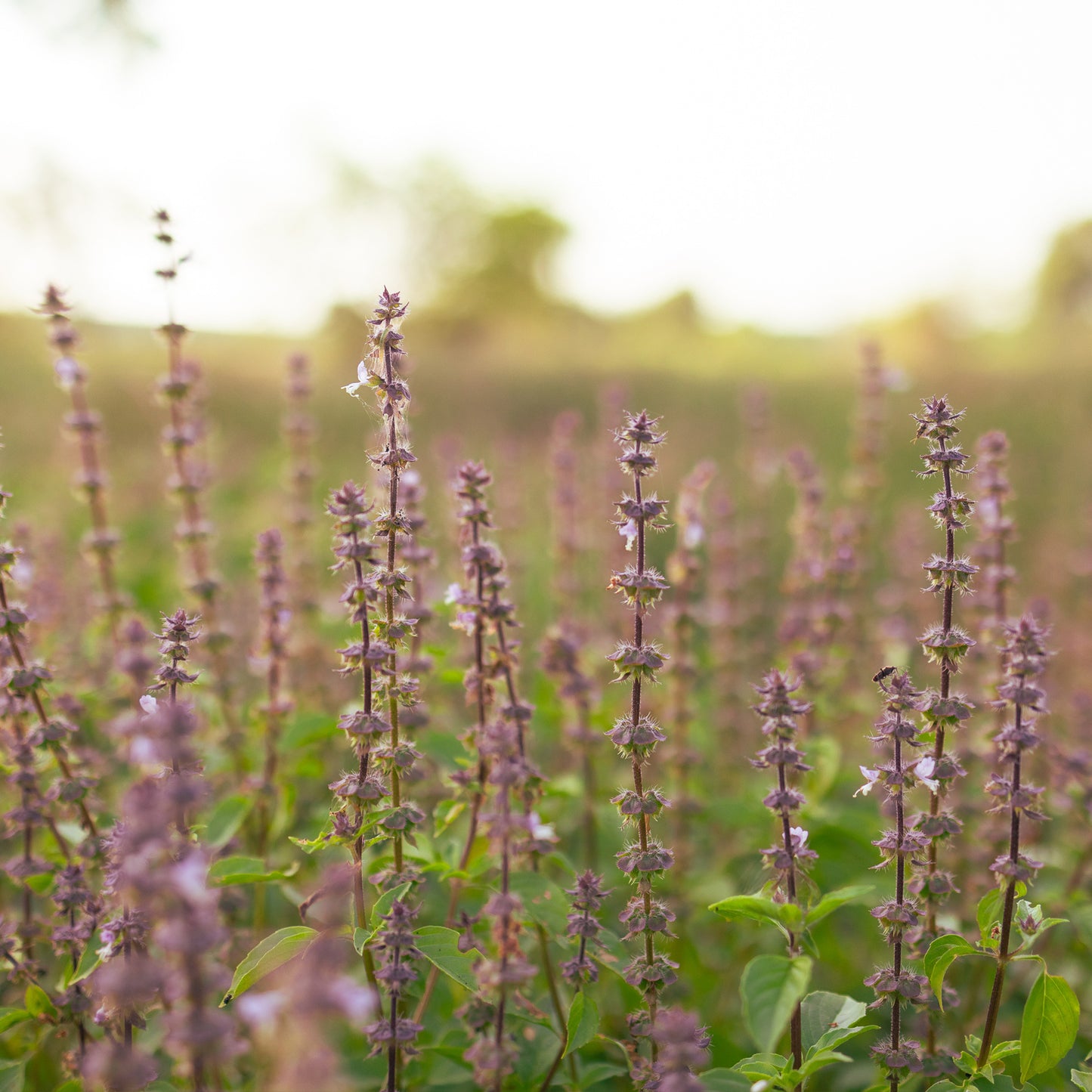 Tulsi Rama Field