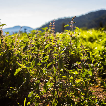 Tulsi Rama Field Stem