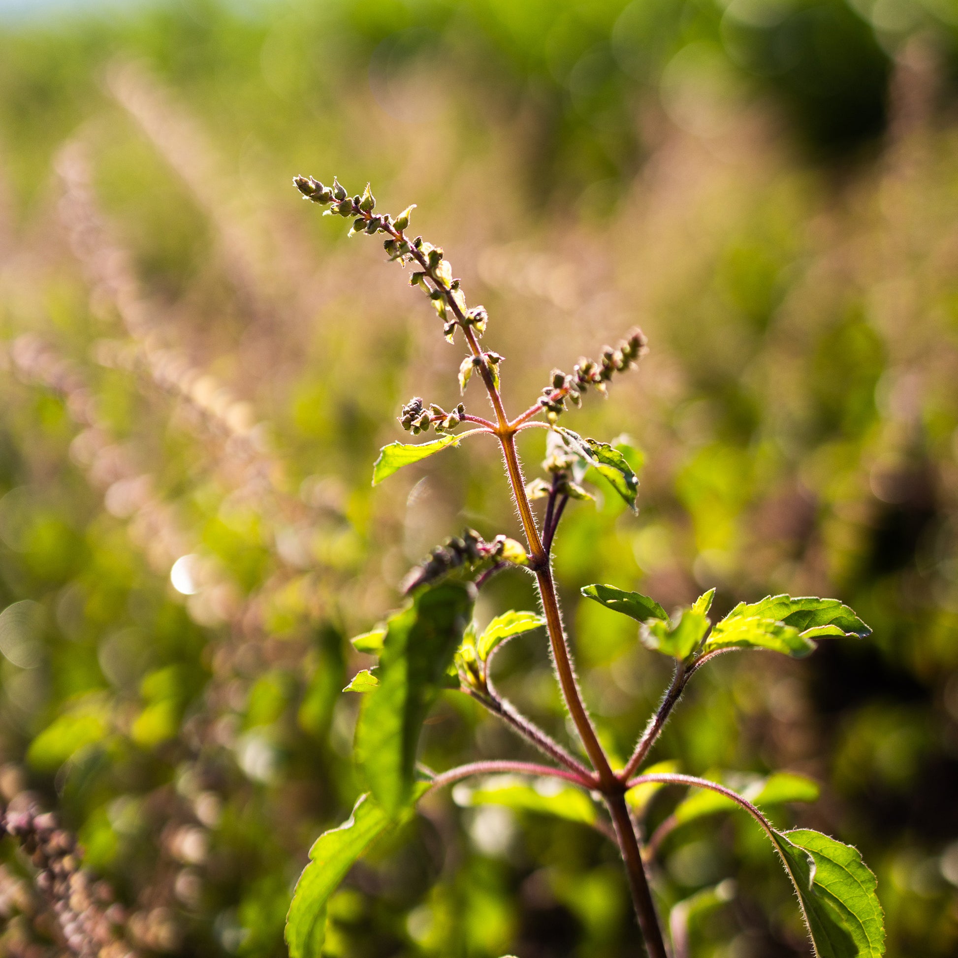 Tulsi Rama up close