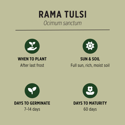 Rama Tulsi Organic Seeds Quick Facts